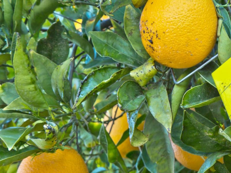Análise Residual de Agrotóxico